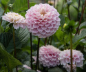 Pompondaalia 'Wizard of Oz', pompondaalia, jolla on halkaisijaltaan n. 8-10 cm kokoisia suuria.