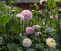 Pompondaalia 'Wizard of Oz', pompondaalia, jolla on halkaisijaltaan n. 8-10 cm kokoisia suuria.