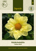 Kaulusdaalia ''Yellow Bird'' 1 kpl