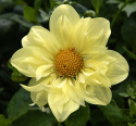 Kaulusdaalia ''Yellow Bird'' 1 kpl