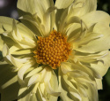 Kaulusdaalia ''Yellow Bird'' 1 kpl