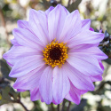 Pionidaalia ''''Bishop of Leicester'''' 1 kpl