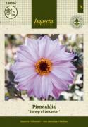 Pionidaalia ''''Bishop of Leicester'''' 1 kpl