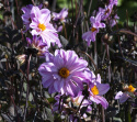 Pionidaalia ''''Bishop of Leicester'''' 1 kpl
