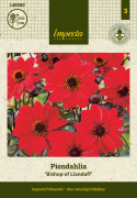 Pionidaalia ''''Bishop of Llandaff'''' 1 kpl