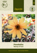 Pionidaalia ''''Bishop of York'''' 1 kpl