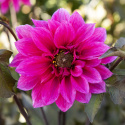 Pionidaalia ''''Fascination'''' 1 kpl