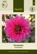 Pionidaalia ''''Fascination'''' 1 kpl