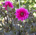Pionidaalia ''''Fascination'''' 1 kpl