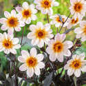 Tarhadaalia ''Happy Days Cream White'' 1 kpl