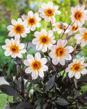 Tarhadaalia ''Happy Days Cream White'' 1 kpl