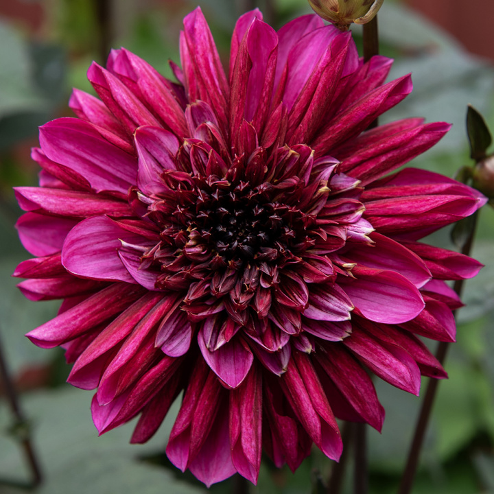 Vuokkodaalia 'Purple Haze', Hyvin haarautunut kasvutapa, sopii kukkapenkkiin tai isoon ruukkuun.