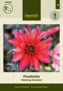 Pionidaalia ''''Waltzing Matilda'''' 1 kpl