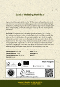 Pionidaalia ''''Waltzing Matilda'''' 1 kpl