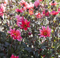 Pionidaalia ''''Waltzing Matilda'''' 1 kpl