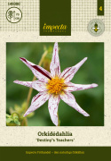Tähtidaalia 'Destiny´s Teachers', Erittäin näyttävä daalia, jolla on halkaisijaltaan noin 7-9 cm.
