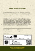 Tähtidaalia 'Destiny´s Teachers', Erittäin näyttävä daalia, jolla on halkaisijaltaan noin 7-9 cm.