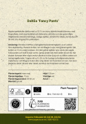 Tähtidaalia ''''Fancy Pants'''' 1 kpl