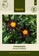 Tähtidaalia ''''Verrone''''s Obsidan'''' 1 kpl
