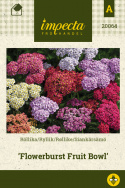 Siankärsämö 'Flowerburst Fruit Bowl'