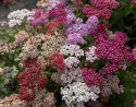 Siankärsämö 'Flowerburst Fruit Bowl'