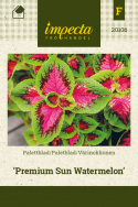 Värinokkonen 'Premium Sun Watermelon'