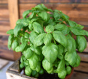 Maustebasilika 'Gustosa'