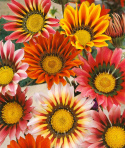 Keltatimanttikukka 'Sunshine'