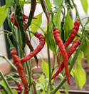Chilipaprika 'Cayenne Long Slim'