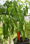 Chilipaprika 'Anaheim'