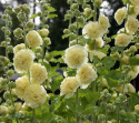 Tarhasalkoruusu 'Chater's Golden Yellow'