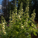 Tarhasalkoruusu 'Chater's Golden Yellow'