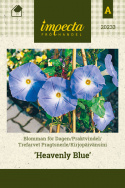 Kirjopäivänsini 'Heavenly Blue'