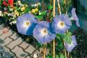 Kirjopäivänsini 'Heavenly Blue'