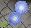 Kirjopäivänsini 'Heavenly Blue'