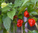 Havannapaprika 'Scotch Bonnet'