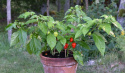 Havannapaprika 'Scotch Bonnet'