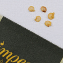 Havannapaprika 'Scotch Bonnet'