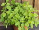 Sitruunamelissa 'Mandarina'
