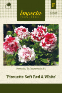 Tarhapetunia F1 'Pirouette Soft Red & White'