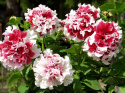 Tarhapetunia F1 'Pirouette Soft Red & White'