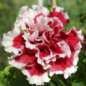 Tarhapetunia F1 'Pirouette Soft Red & White'