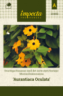 Mustasilmäsusanna 'Aurantiaca Oculata'