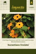 Mustasilmäsusanna 'Aurantiaca Oculata'