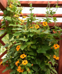 Mustasilmäsusanna 'Aurantiaca Oculata'