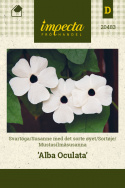Mustasilmäsusanna 'Alba Oculata'