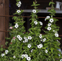 Mustasilmäsusanna 'Alba Oculata'