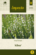Iisoppi 'Albus'