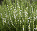 Iisoppi 'Albus'
