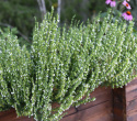 Iisoppi 'Albus'